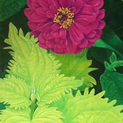 “Patio Bloom”