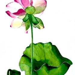“Summer Lotus”<br>
Tara Hamilton<br>
24x18   l   $300