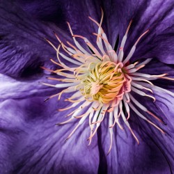 “Ben's Clematis”<br>
Steve Kunin<br>
20x20   l   $120