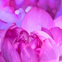 “Last Lotus“<br>
Steve Kunin<br>
20x20   l   $120